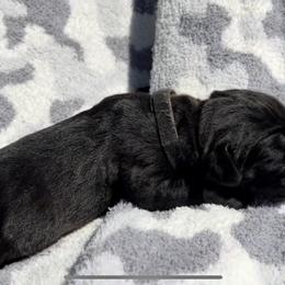 Rocket - Black Cane Corso puppy in Asheville, North Carolina from War Dogs