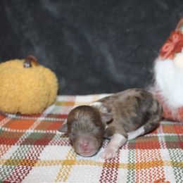 Harvest - Red merle male Aussiedoodle puppy in Loretto, Tennessee from K Kountry Farm