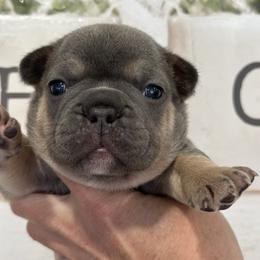 Lilac-Tan - Blue male French Bulldog puppy in Smithfield, North Carolina from Roughneck Frenchies