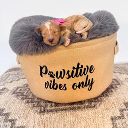 Princess Peach - Red female Bernedoodle puppy in West Haven, Utah from Split Mountain Doodles