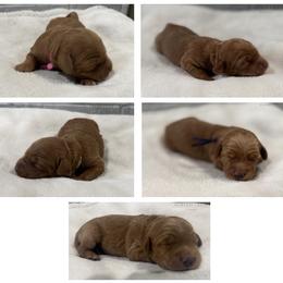 Girl 3 Selection - Red  female Goldendoodle puppy in Pleasant Hill, Iowa from Harvest Creek