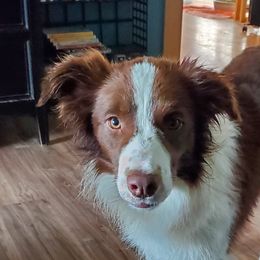Taza - Border Collie