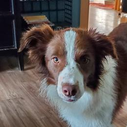 Taza - Border Collie