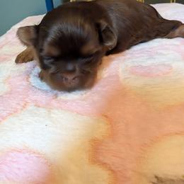 Ginny - Liver female Shih Tzu puppy in Port Huron, Michigan from Shih Tzu Cottage