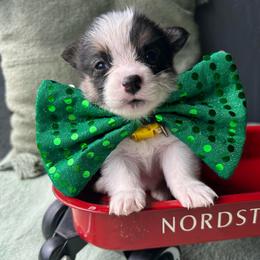 Reid Wiseman - Black and white male American Corgi puppy in Cocoa, Florida from Cascadian Space Coast Corgis LLC
