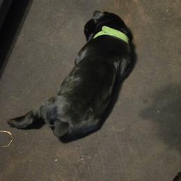 Fern - Black female Giant Schnauzer puppy in Bessemer, Alabama from The Copper Cottage Canines