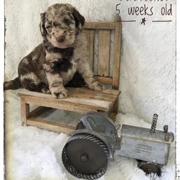 Aussiedoodle and Australian Shepherd Puppies from Dunroamin Farms Australian Shepherds and Aussiedoodles