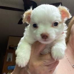 Mushroom - White male Chihuahua puppy in Red Bluff, California from Aye Chihuahua