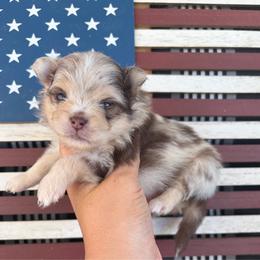 Merle male 1 - Chocolate merle male Pomeranian puppy in Indiana from Unique Uprisings