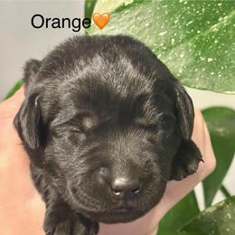 2nd pick black female - Black female Labrador Retriever puppy in Stafford Township, New Jersey from SommerLabs