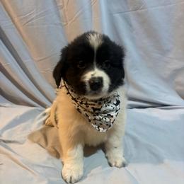 Sweetie - White and black female Karakachan puppy in Pikeville, Tennessee from Rock Solid Ranch