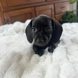 Bonnie - Black female Dachshund puppy in Waycross, Georgia from Southern Paws