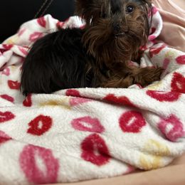 Ruby - Yorkshire Terrier