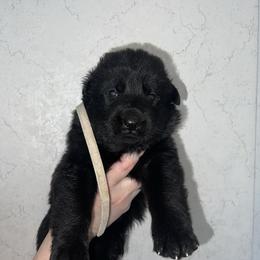 Roux - Black and red female German Shepherd puppy in Winterport, Maine from Vom Stevens Old Fashioned German Shepherds