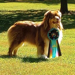 Stoli - Australian Shepherd