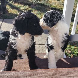 Sheepadoodle Puppies from Jaqueline Sparks