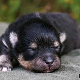 Pumpkin - Black and tan female Pomeranian puppy in Bremen, Indiana from AMS Pomeranians and Pomskies in Indiana