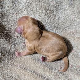 Bluey - Red female Cockapoo puppy in Sparta, Missouri from Sis' Doodles & Poodles