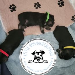 Miniature Schnauzer Puppies from Little Schnauzer Paws