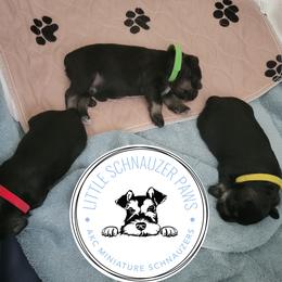 Miniature Schnauzer Puppies from Little Schnauzer Paws