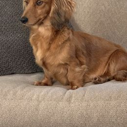 Cooper - Dachshund