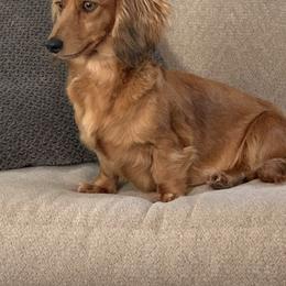 Cooper - Dachshund