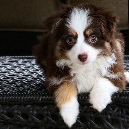 Toy Australian Shepherd Puppies from Shebang Aussies