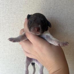 Boy 1 - Liver roan male German Shorthaired Pointer puppy in Section, Alabama from Emily's GSPs