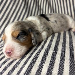 RB FEMALE 3 - Dapple female Dachshund puppy in Elkhart, Indiana from Hart City Dachshunds