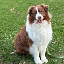 Grimm - Red tri-color male Australian Shepherd puppy in Rhode Island from Ocean Cliff Aussies