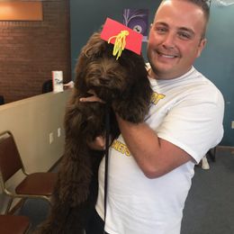 Labradoodle, Goldendoodle, and Bernedoodle Puppies from Riverhouse Doodles