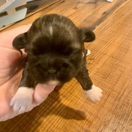 Boy 1 - Shih Tzu puppy in Chesapeake, Virginia from Gogol Family Shih Tzus