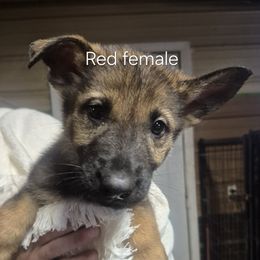 Red collar - Sable female German Shepherd puppy in Murray, Kentucky from Froschwald German Shepherds and Xanadu Teddy Roosevelt Terriers