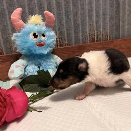Collie Puppies from A/K Rough Collies