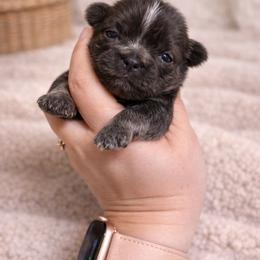 Kashmere bleu Kouture - Blue and white male Shih Tzu puppy in Trinity, North Carolina from Trinity Shih Tzu
