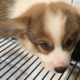 Pembroke Welsh Corgi Puppies from Silver Mae Kennel