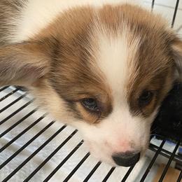 Pembroke Welsh Corgi Puppies from Silver Mae Kennel