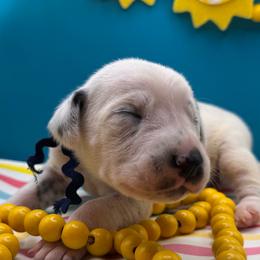 Beach Day - White and black female Dalmatian puppy in Melrose, New Mexico from ECMO Farm Dalmatians & Labrador Retrievers