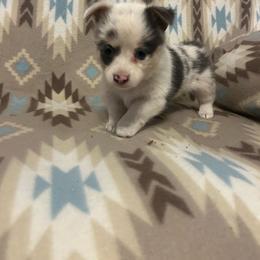 Sky Tail intact - Blue female Pembroke Welsh Corgi puppy in Maupin, Oregon from Bailey Nannini