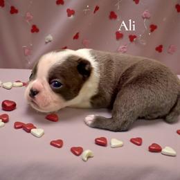 Ali (AKC) - Blue female Boston Terrier puppy in Galt, California from Monkey Biz Bostons