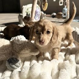 Greta - Cream female Dachshund puppy in San Diego, California from Enchantables