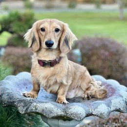 Frankie - Dachshund