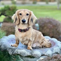 Frankie - Dachshund