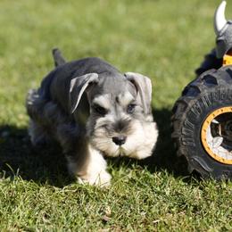 Miniature Schnauzer Puppies from Snowflake Schnauzers