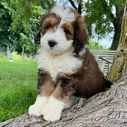Treasure - Sable male Bernedoodle puppy in Kansas City, Missouri from Beary GoldenDoodles