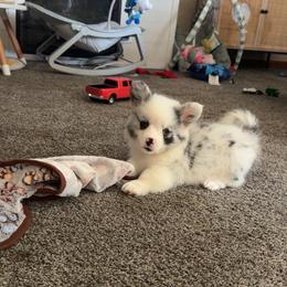 American Corgi, Dachshund, and Pembroke Welsh Corgi Puppies from Seven B Corgis & Doxies