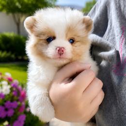 Cruz - Chocolate merle male Pomeranian puppy in Menifee, California from Petite Poms Of CA