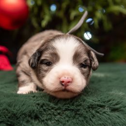 Rowan - Gray Collar - Blue merle male Australian Shepherd puppy in Lacombe, Louisiana from Indigo River Toy & Mini Aussies