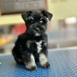 Miniature Schnauzer Puppies from Lap Happy Schnauzers
