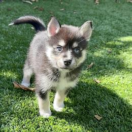 Boy 1 - Tri-color Pomsky puppy in Las Vegas, Nevada from Lovely Pomsky